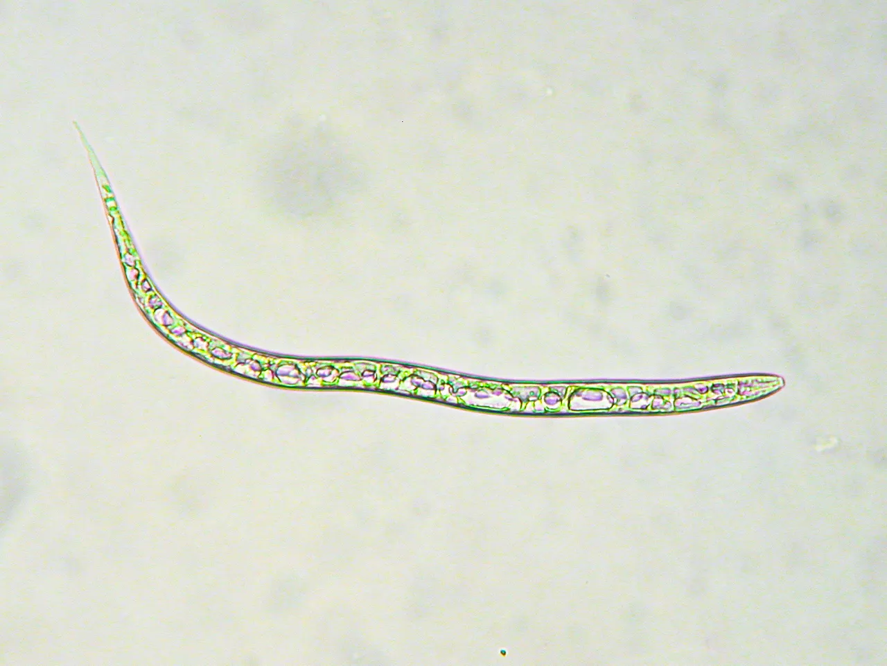 Nematodo